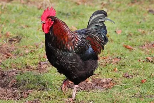 Barnevelder Chicken: Facts, Uses, Pictures, Origins & Χαρακτηριστικά