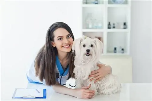 Kuinka valita oikea eläinlääkäri lemmikillesi (10 asiantuntijavinkkiä)