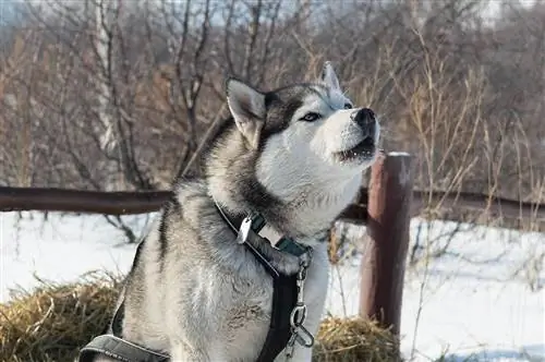 Skäller Siberian Huskies mycket? Hur mycket & Hur man stoppar det