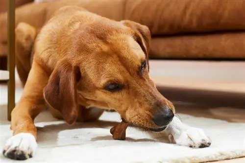 9 Tulang Terbaik untuk Anjing di 2023 – Ulasan & Pilihan Teratas