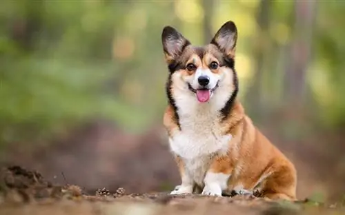 Dấu hiệu hoàng đạo của những chú chó của bạn nói gì về tính cách của chúng?