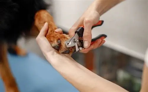 10 bästa nagelklippare för stora hundar 2023 - Recensioner & Toppval
