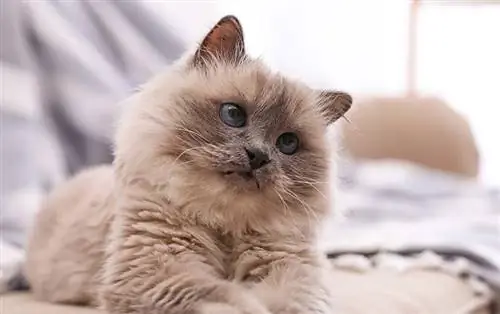 16 հետաքրքրաշարժ փաստ բիրմանյան կատուների մասին, որոնք դուք երբեք չգիտեիք: