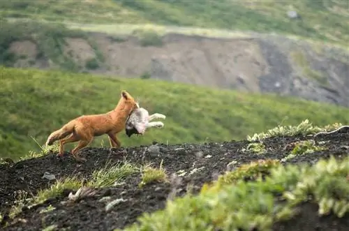 Les guineus ataquen i mengen gossos? La resposta impactant