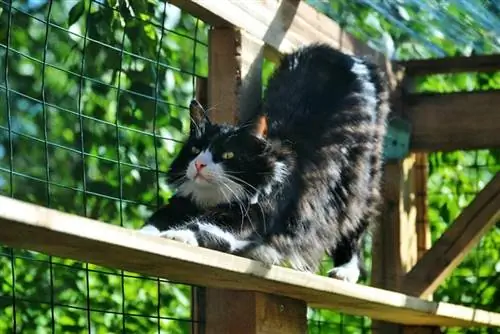 Wie viel kostet ein Catio? DIY vs. fertig gebaut (Preisführer 2023)