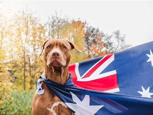 8 Lời khuyên về An toàn cho Chó trong Ngày Úc (Hướng dẫn năm 2023)