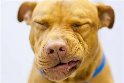 Hvorfor nyser hunden min så mye? 7 vanlige årsaker (veterinærens svar)