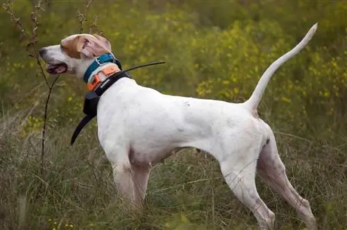 5 najboljih ogrlica za lovačke pse u 2023. – Recenzije & Najbolji izbor