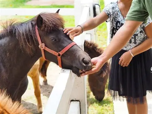 10 zdravstvenih dobrobiti posjedovanja konja - iznenađujuće činjenice