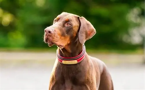 10 najboljih reflektirajućih ogrlica za pse u 2023.: Recenzije & Najbolji izbor