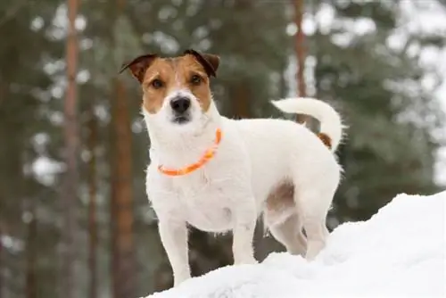 9 Los mejores collares para perros con luces LED & en 2023 – Reseñas & Mejores selecciones