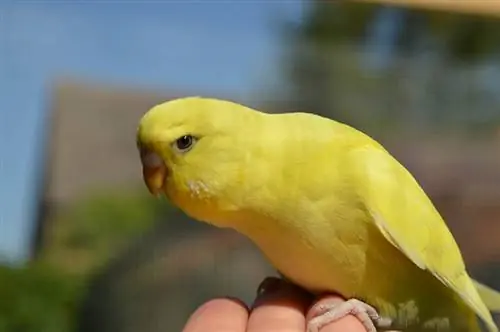 ¿Cuánto tiempo viven los canarios en libertad y como mascotas?