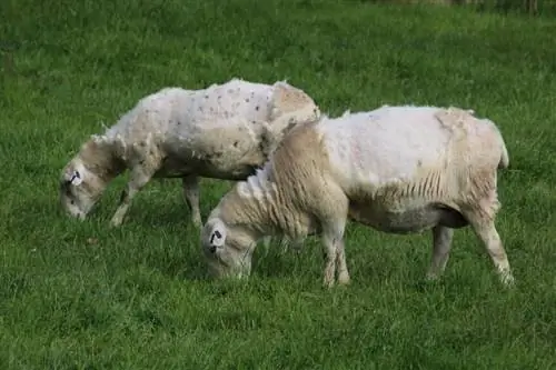 Hoe raken wilde schapen op natuurlijke wijze van hun wol af?