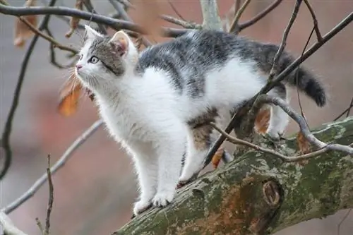Waarom sit katte in bome vas? Alles wat jy moet weet