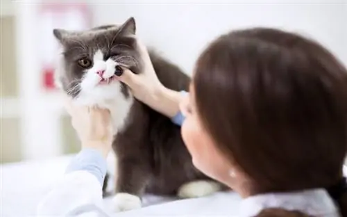 Mèo có bao nhiêu răng? Câu trả lời đáng ngạc nhiên