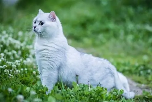Beyaz British Shorthair Kedi – Gerçekler, Kökeni & Tarih (Resimlerle)