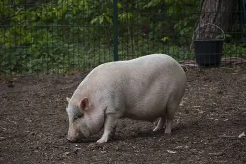 Els porcs es mengen la seva pròpia caca? El que necessites saber