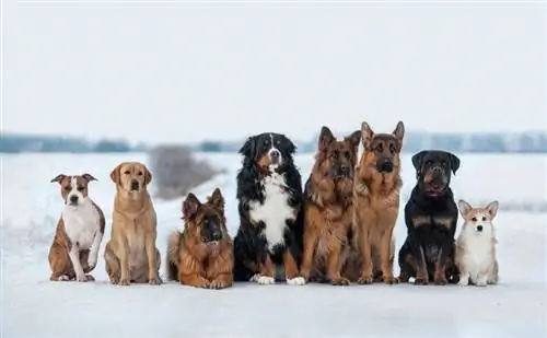 Combien de races de chiens existe-t-il dans le monde ? (Mise à jour 2023)