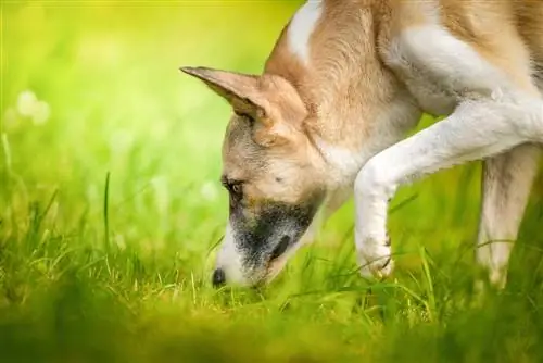Hur långt kan en hund lukta en hona i värme? Vad är det maximala avståndet?