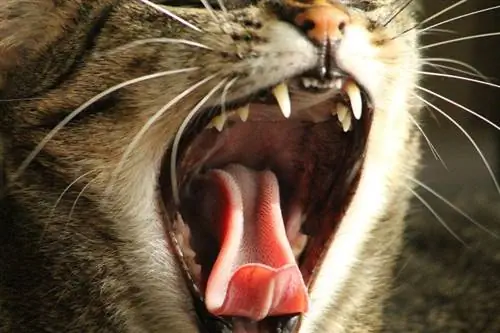 10 põnevat fakti teie kassi hammaste kohta (te ei teadnud kunagi)
