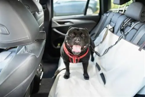 Wat te doen als je een hond in een hete auto ziet (& Waarom het gevaarlijk is)