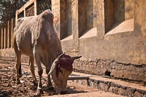 لماذا الأبقار مقدسة في الهند؟ (حقائق ، & أسئلة وأجوبة)