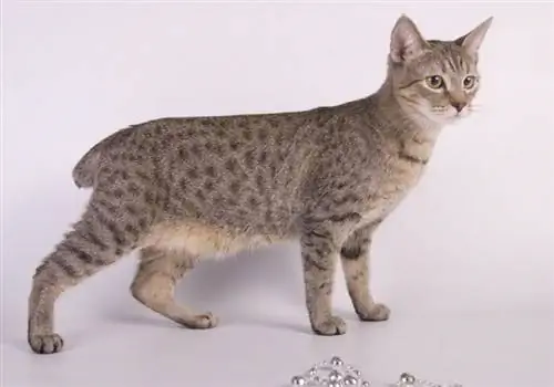 8 Katzenrassen mit kurzen Schwänzen (mit Bildern)