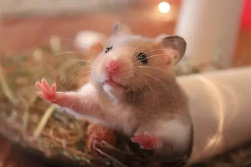 Apakah Tikus Punya Perasaan? Inilah Apa Kata Sains