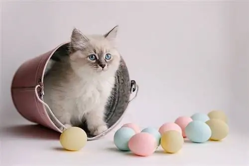 अपनी बिल्ली के लिए ईस्टर अंडे के शिकार की योजना कैसे बनाएं (7 युक्तियाँ & युक्तियाँ)