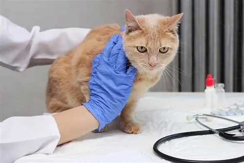 มะเร็งตับอ่อนในแมว (สัตวแพทย์ตอบ) – สัญญาณ, อาการ & การดูแล