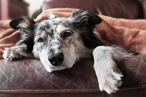 Sëmundja e mëlçisë tek qentë: Shenjat, Shkaqet & Kujdesi (Përgjigjja e Veterinës)
