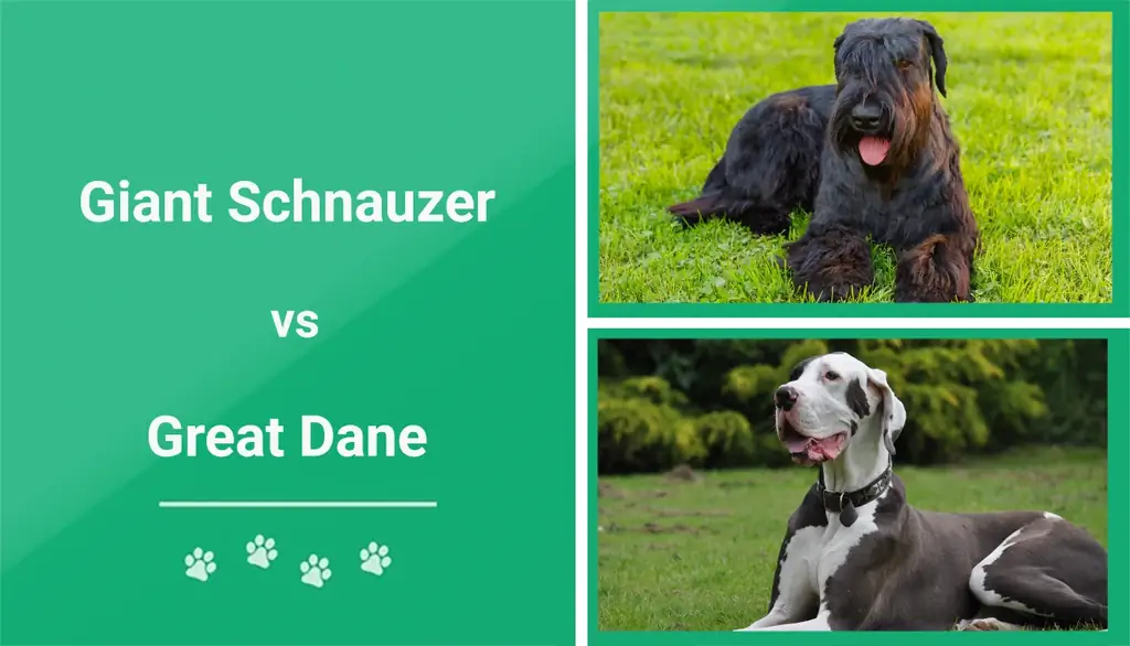 Giant Schnauzer vs. Great Dane – Mana yang Harus Saya Pilih? (Dengan Gambar)