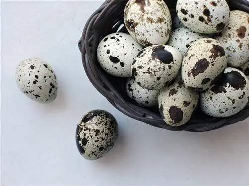 როგორ გამოჩეკვა მწყერის კვერცხები: სწრაფი & მარტივი (15 რჩევით)