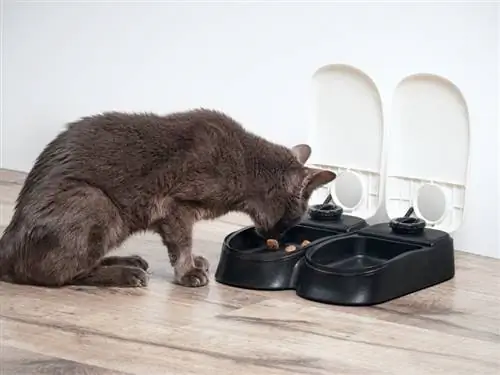 8 meilleures mangeoires automatiques pour chats en Australie en 2023 – Avis &