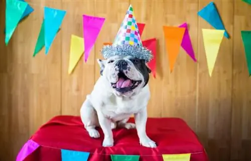 49 lojëra fjalësh për ditëlindjen e qenit për të dërguar urime për ditëlindje