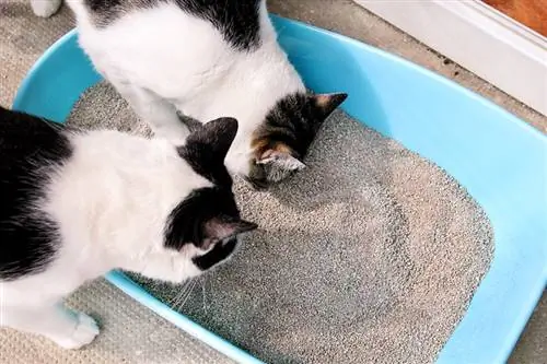 Kan twee katte 'n rommelbak deel? Alles wat jy moet weet