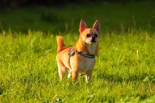 Chihuahuas haqida 15 ta qiziqarli faktlarni bilish sizni hayratda qoldiradi
