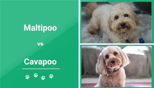 M altipoo vs. Cavapoo: ความแตกต่างคืออะไร? (พร้อมรูปภาพ)