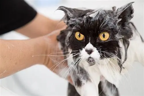 Comment toiletter un chat persan (7 conseils pour faciliter les choses)