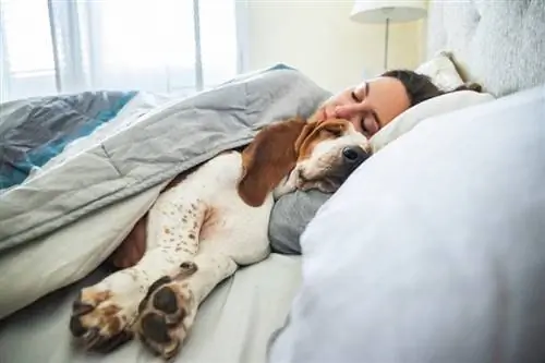 Vai, ļaujot mājdzīvniekam gulēt kopā ar jums, ir ieguvumi veselībai? (Ieguvumi un riski)