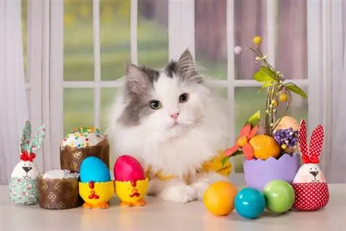 Пасхальные советы по безопасности для кошек: 8 способов сделать ваш праздник дружелюбным к животным