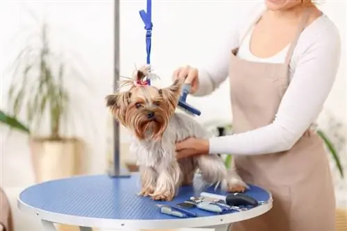 Колко струва подстригването на кучета в Канада? (Ръководство за цените за 2023 г.)