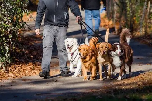 Quanto ganha um passeador de cães? (Visão geral do salário de 2023)