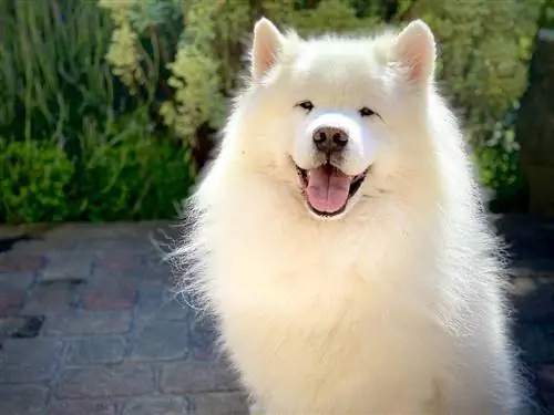 Puas yog Samoyeds Hypoallergenic? (Ib qho kev piav qhia)