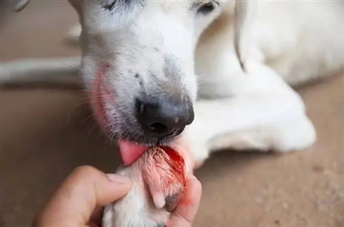 لماذا تلعق الكلاب الدم؟ (6 أسباب محتملة)