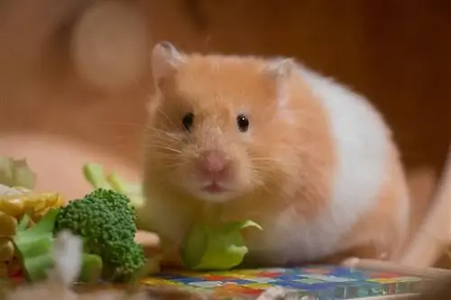 Hvor lenge kan en hamster gå uten mat og vann?