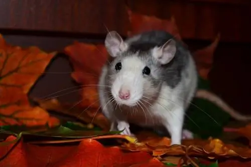 Er rotter nataktive? Kan de se i mørket? (Fakta, & FAQ)