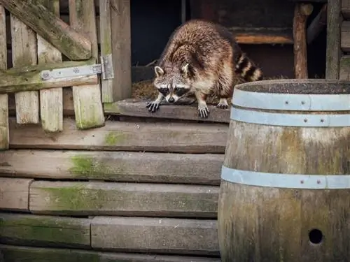 Umaatake at Kumakain ba ng Aso ang mga Raccoon? (Mga Katotohanan, & FAQ)