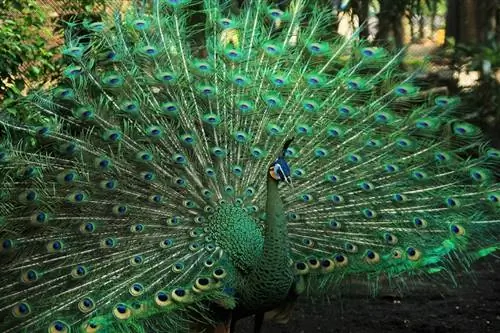 Agresibo ba ang mga Peacock? Sinasalakay ba nila ang mga tao? (Mga Katotohanan, & FAQ)