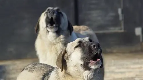 Les chiens peuvent-ils sentir quand quelqu'un est sur le point de mourir ? (Faits, & FAQ)